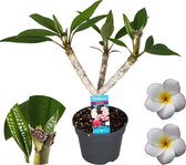 Plant in a Box - Plumeria Frangipani Hawaii - Wit - Plante d'intérieur tropicale - Fleurs fortement parfumées - Pot 17cm - Hauteur 55-70cm