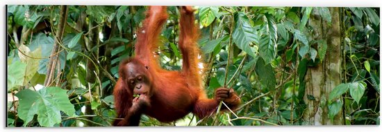 Dibond - Orang Oetan Aap Hangend aan Takken in de Jungle - 60x20 cm Foto op Aluminium (Wanddecoratie van metaal)