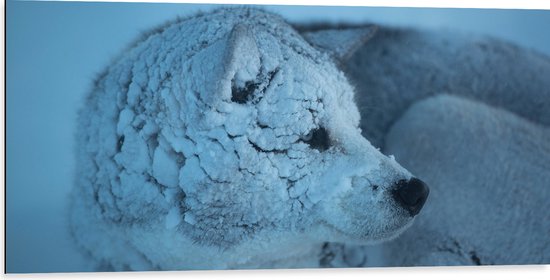Dibond - Ondergesneeuwde Wolf tijdens Sneeuwstorm - 100x50 cm Foto op Aluminium (Met Ophangsysteem)