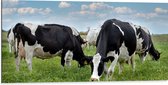 Dibond - Kudde Koeien met Zwarte en Witte Vlekken - 100x50 cm Foto op Aluminium (Met Ophangsysteem)