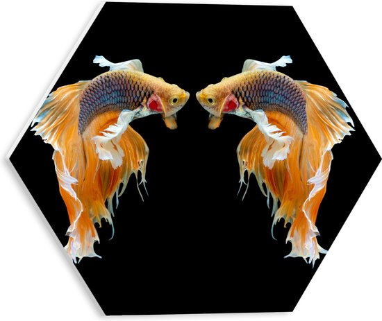 PVC Schuimplaat Hexagon - Duo Gespiegelde Siamese Kempvissen in het Oranje - 30x26.1 cm Foto op Hexagon (Met Ophangsysteem)