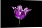 Acrylglas - Eenzame Paarse Tulp tegen Zwarte Achtergrond - 60x40 cm Foto op Acrylglas (Wanddecoratie op Acrylaat)