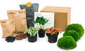 Planten terrarium pakket - Coffea Arabica - 3 terrarium planten - Ecosysteem plant - Startpakket - Navulling - DIY Ecosysteem Planten Set | Inclusief Planten - Substraat - Terrarium potgrond - Bolmos - Actieve kool - Handleiding en tips | urbanjngl