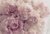 Fotobehang - Vlies Behang - Roze Pioenrozen - Pioenen - Bloemen - 416 x 254 cm