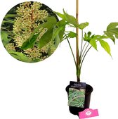 Fatsia polycarpa 'Green Fingers', vingerplant, 2 liter pot
