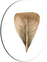 Dibond Ovaal - Tekening van Rondvormige Bruine Veer tegen Witte Achtergrond - 30x40 cm Foto op Ovaal (Met Ophangsysteem)