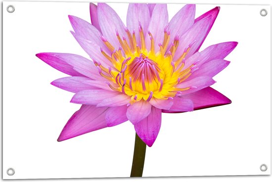 Tuinposter – Tekening van Roze Lotus Bloem tegen Witte Achtergrond - 75x50 cm Foto op Tuinposter (wanddecoratie voor buiten en binnen)