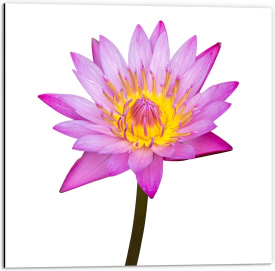 Dibond - Tekening van Roze Lotus Bloem tegen Witte Achtergrond - 50x50 cm Foto op Aluminium (Met Ophangsysteem)