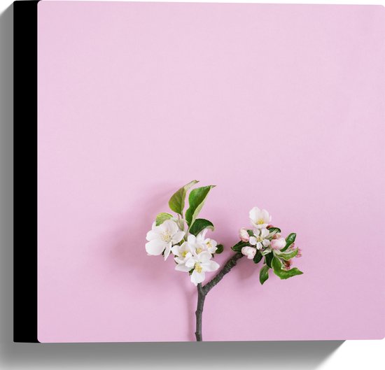Canvas - Tak met Witte Bloemen en Groene Bladeren tegen Roze Achtergrond - 30x30 cm Foto op Canvas Schilderij (Wanddecoratie op Canvas)