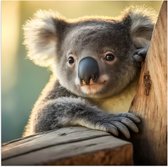 Poster (Mat) - Aandoenlijke Koala van Achter Boom - 50x50 cm Foto op Posterpapier met een Matte look