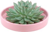 Echte Succulent groen in roze keramiek schaal - Ø12-14 cm - 5 cm - 1x Echeveria Pulidonis - kamerplant - vetplant