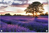 Tuindecoratie De avondzonsondergang van de zomer over gebied van organische lavendel in Surrey, Engeland. - 60x40 cm - Tuinposter - Tuindoek - Buitenposter