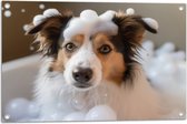 Tuinposter – Border collie hond in bad met zeepbubbels - 75x50 cm Foto op Tuinposter (wanddecoratie voor buiten en binnen)