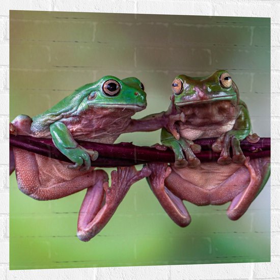 Muursticker - Groen paarse kikkers hangen aan een paarse tak - 80x80 cm Foto op Muursticker