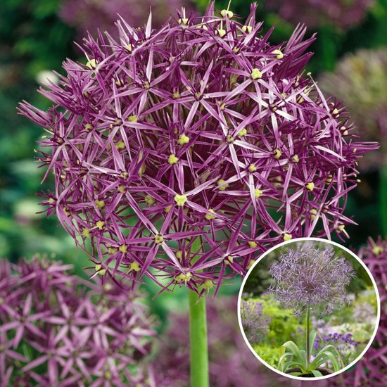 Plant In A Box Allium Christophii X Bloembollen Sierui Paars