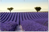 Tuinposter lavendel - Bloemen - Paars - Bomen - Landschap - Tuindecoratie - Tuin - Tuinschilderij voor buiten - Schutting decoratie - 120x80 cm - Tuindoek - Schuttingdoek - Tuinschilderij