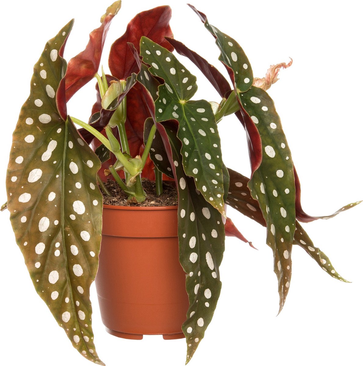 Begonia Maculata | Stippenplant