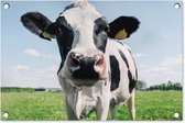 Décoration de jardin Vache - Pâturage - Nature - Animaux - Herbe - 60x40 cm - Poster jardin - Toile jardin - Poster extérieur