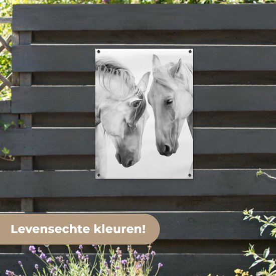 Tableau jardin Cheval - Animaux - Portrait - Wit - 60x80 cm - Affiche jardin - Toile jardin - Affiche extérieur