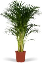Hello Plants Dypsis Lutescens - Ø 24 cm - Hoogte: 120 cm - Areca Palm Kamerpalm
