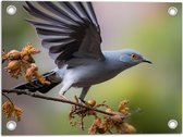 Tuinposter – Koekoek vogel staat op tak met vleugels uitgeslagen - 40x30 cm Foto op Tuinposter (wanddecoratie voor buiten en binnen)
