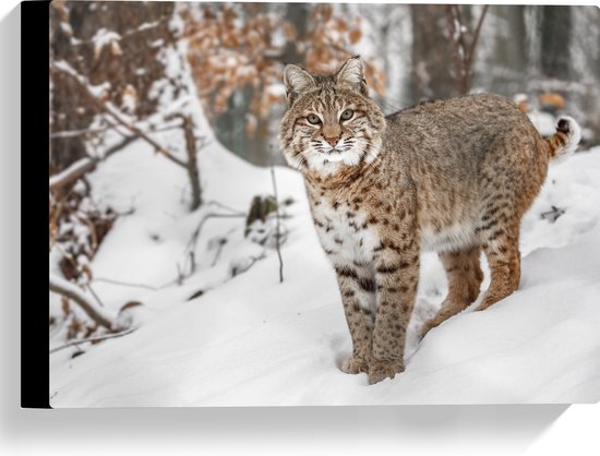 Canvas - Rode lynx staat in een bos in de sneeuw - 40x30 cm Foto op Canvas Schilderij (Wanddecoratie op Canvas)