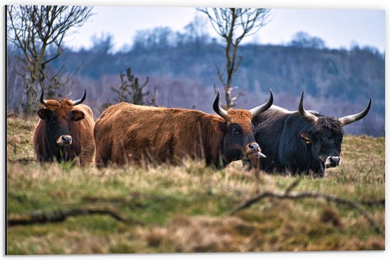 Dibond - Bruine en zwarte stieren staan in de natuur - 60x40 cm Foto op Aluminium (Met Ophangsysteem)