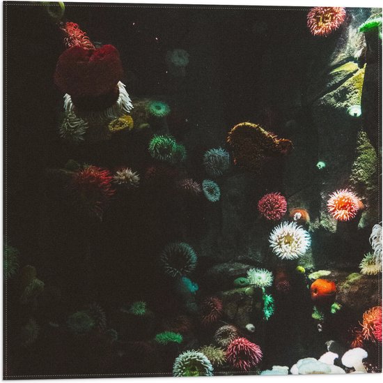Vlag - Zee - Onderwaterleven - Koraal - Bloemdieren - 50x50 cm Foto op Polyester Vlag