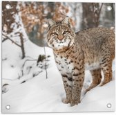 Tuinposter – Rode lynx staat in een bos in de sneeuw - 50x50 cm Foto op Tuinposter (wanddecoratie voor buiten en binnen)