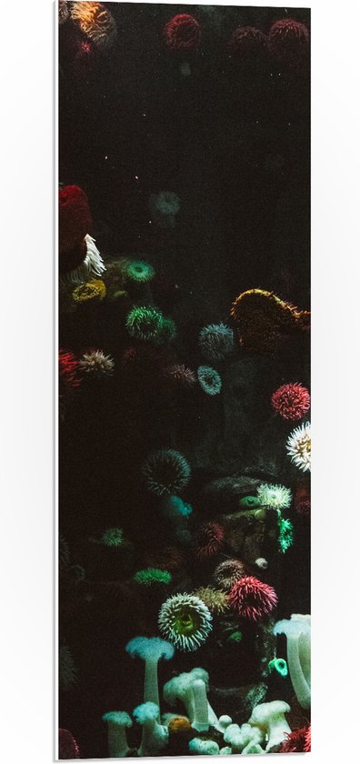 PVC Schuimplaat- Zee - Onderwaterleven - Koraal - Bloemdieren - 30x90 cm Foto op PVC Schuimplaat