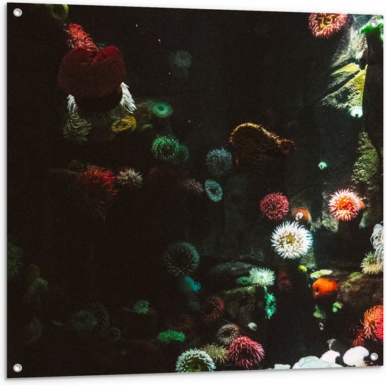 Tuinposter – Zee - Onderwaterleven - Koraal - Bloemdieren - 100x100 cm Foto op Tuinposter (wanddecoratie voor buiten en binnen)