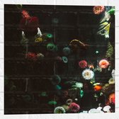 Muursticker - Zee - Onderwaterleven - Koraal - Bloemdieren - 50x50 cm Foto op Muursticker