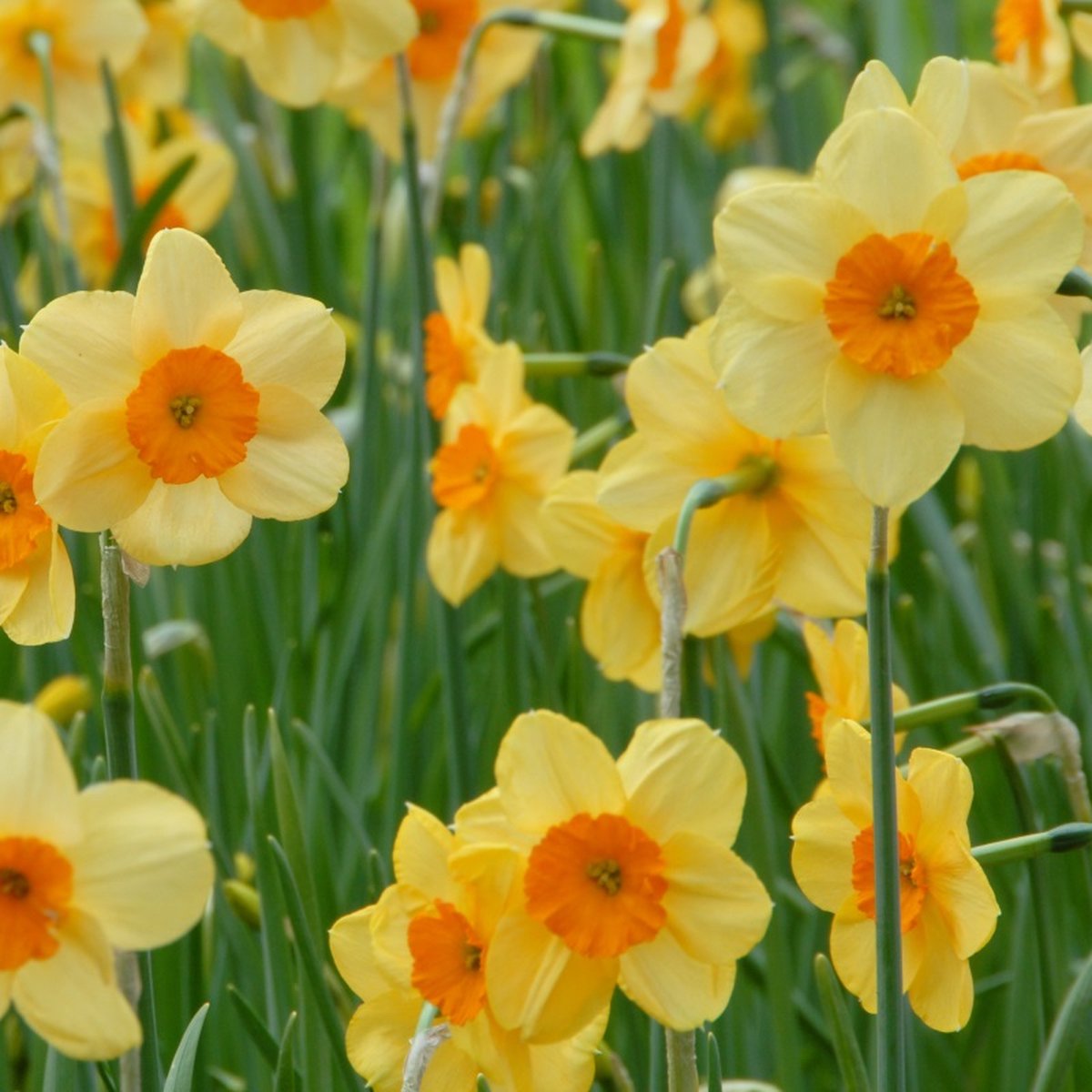 Narcis Kedron | Jonquilla | Geel | Oranje | Narcissenbollen