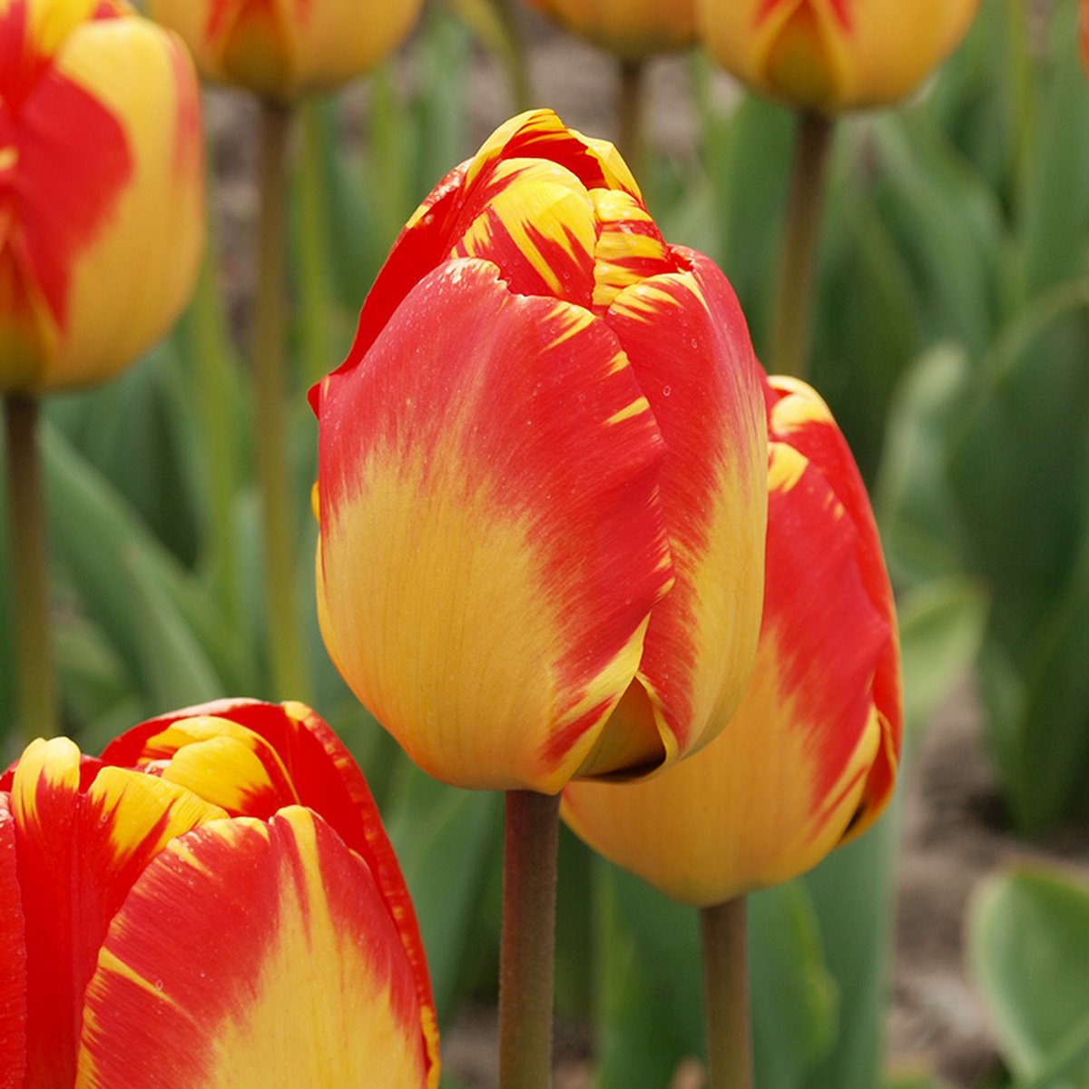 Tulp Banja Luka | 10 stuks | Darwinhybride | Geel | Rood
