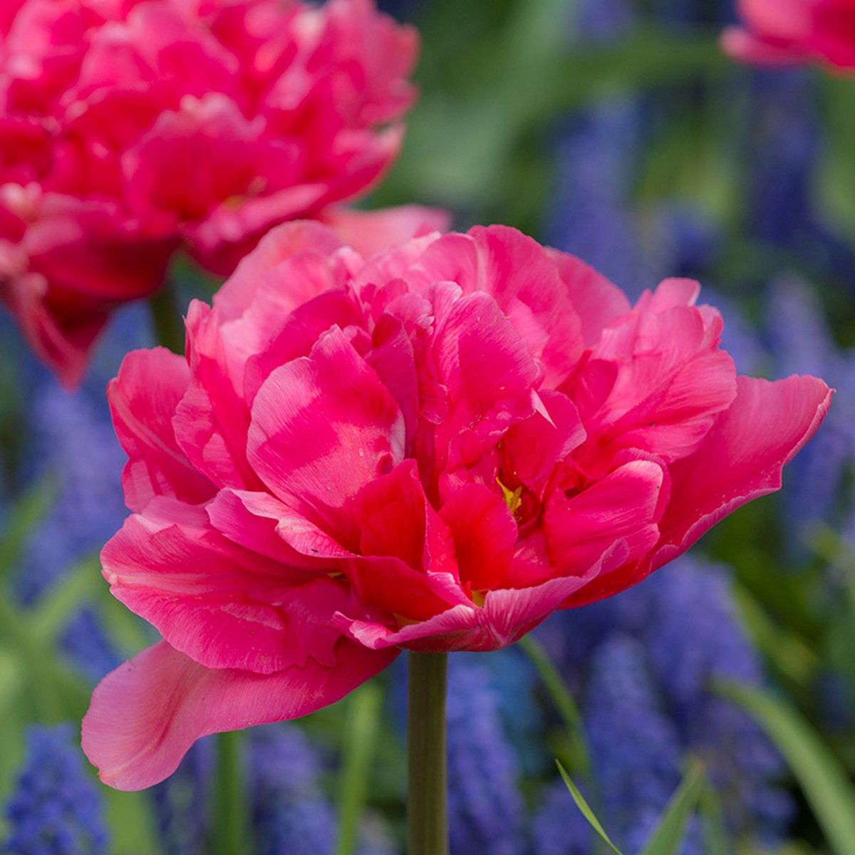 Tulp Margarita | 10 stuks | Dubbel vroeg | Paars | Tulpenbollen