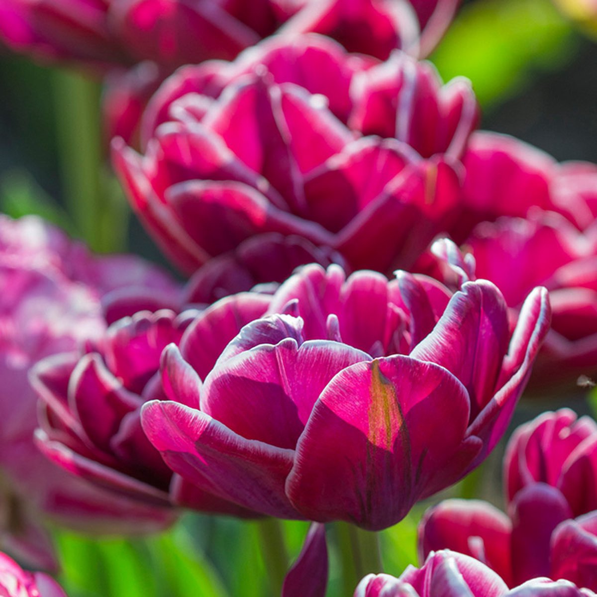 Tulp Dream Touch® | 10 stuks | Dubbel laat | Wit | Paars