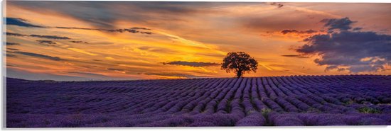 Acrylglas - Landschap - Bloemen - Planten - Boom - Lavendel - Zonsondergnag - Paars - 60x20 cm Foto op Acrylglas (Met Ophangsysteem)