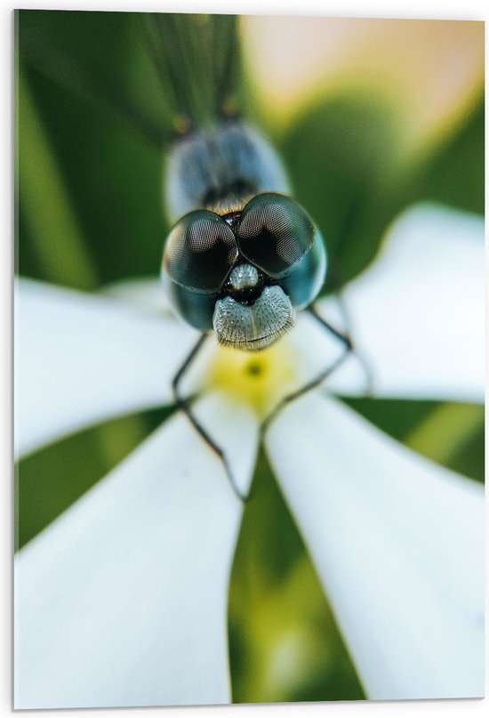 Acrylglas - Dier - Insect - Libelle - Natuur - Bloem - 50x75 cm Foto op Acrylglas (Met Ophangsysteem)