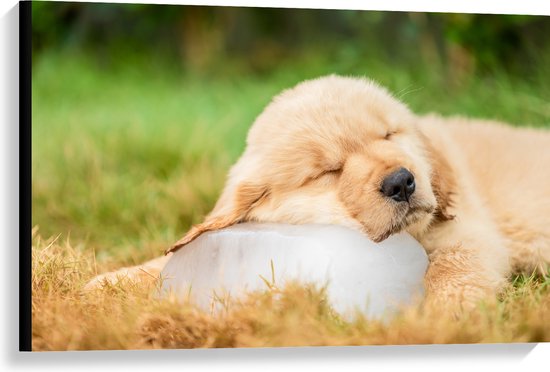 Canvas - Slapende Golden Retriever Puppy in het Gras - 90x60 cm Foto op Canvas Schilderij (Wanddecoratie op Canvas)