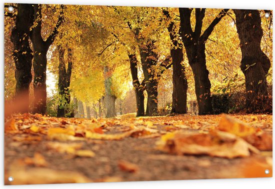 Tuinposter – Bomen - Bossen - Bladeren - Herfst - Natuur - 120x80 cm Foto op Tuinposter (wanddecoratie voor buiten en binnen)