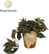 Begonia rex Lion Dance ↨ 25cm - hoge kwaliteit planten