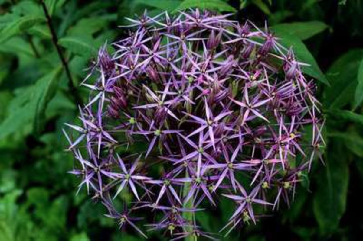 Allium christophii ( albopilosum) - Sterrenlook bloembollen 100 stuks