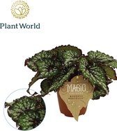 Begonia rex Bostella ↨ 25cm - hoge kwaliteit planten