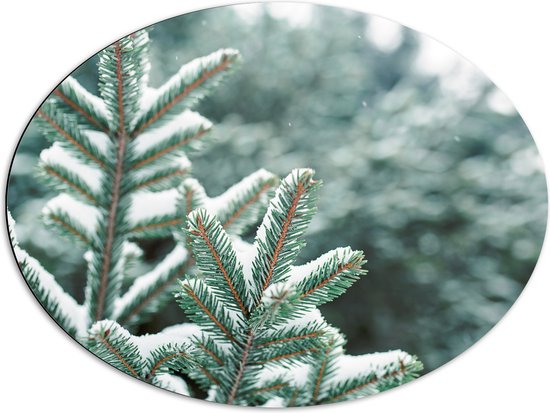 Dibond Ovaal - Laagje Sneeuw op Varenplanten - 80x60 cm Foto op Ovaal (Met Ophangsysteem)