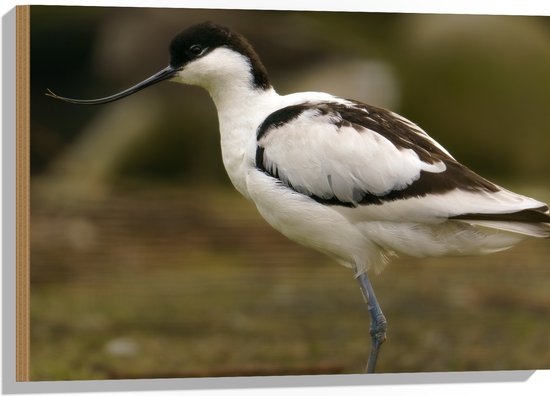 Hout - Zijaanzicht van Zwart met Witte Kluut Vogel met Krullende Snavel