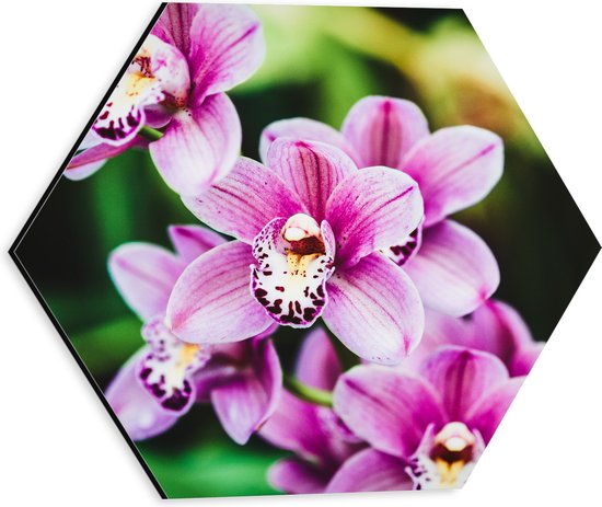 Dibond Hexagon - Close-up van Roze Orchideeën aan Plant - 30x26.1 cm Foto op Hexagon (Met Ophangsysteem)