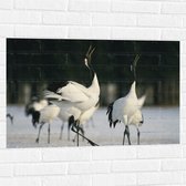 Muursticker - Fluitende Kraanvogels in landschap Vol met Sneeuw - 90x60 cm Foto op Muursticker