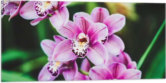 Vlag - Close-up van Roze Orchideeën aan Plant - 100x50 cm Foto op Polyester Vlag