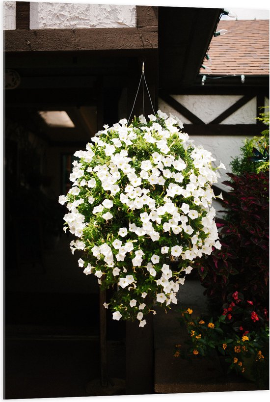 Acrylglas - Bloemen - Tuin - Hnagen - Wit - Plantenbak - Huis - Planten - 70x105 cm Foto op Acrylglas (Met Ophangsysteem)