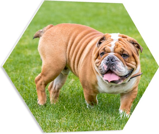 PVC Schuimplaat Hexagon - Rimpelige Engelse Bulldog in het Grasveld - 50x43.5 cm Foto op Hexagon (Met Ophangsysteem)